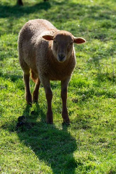 Sběr Dobytka Mladé Staré Ovce Pasoucí Zelených Loukách Haspengouw Belgie — Stock fotografie