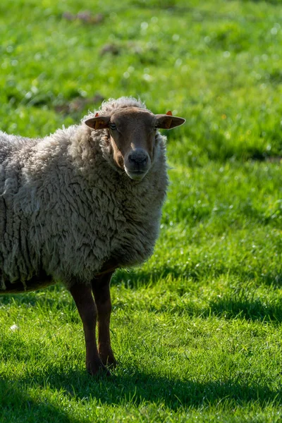 Колекція Тварин Молоді Старі Вівці Пасуться Зелених Луках Хаспенго Бельгія — стокове фото