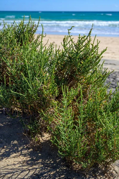 Salicornia edible plants growing in salt marshes, beaches, named also glasswort, pickleweed, picklegrass, marsh samphire, sea beans, samphire greens or sea asparagus, Fuerteventura, Canary islands, Spain