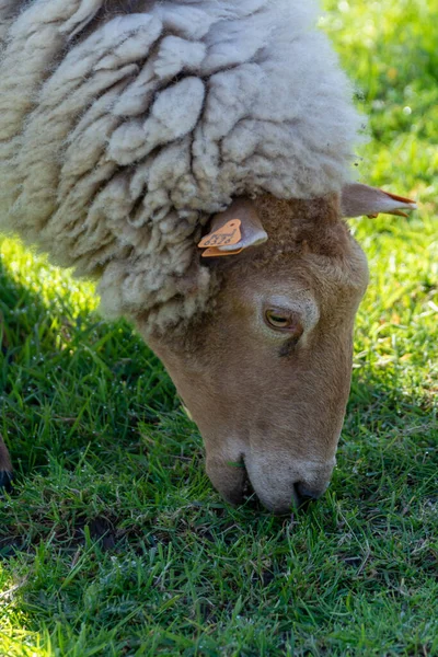 春のベルギー ハペングウの緑の牧草地での動物収集 老いも若きも羊の放牧 — ストック写真