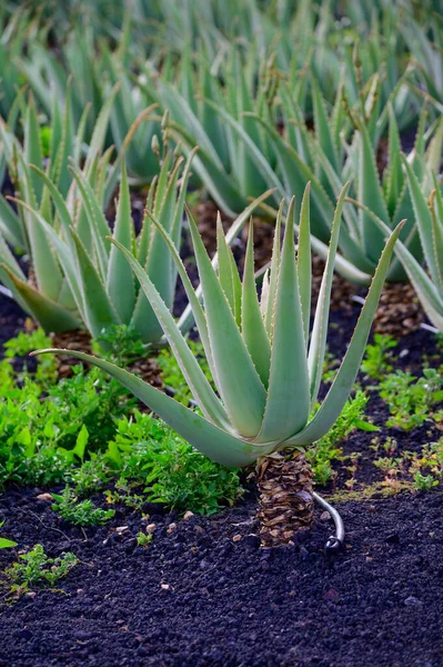 Aloe vera çiftliği, aloe vera yetiştirme, ilaç, kozmetik, cilt bakımı, dekorasyon, Fuerteventura, Kanarya Adaları, İspanya