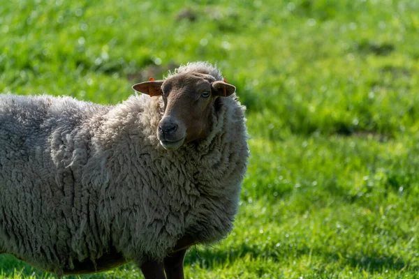 Raccolta Animali Pecore Giovani Vecchi Pascolo Prati Verdi Haspengouw Belgio — Foto Stock