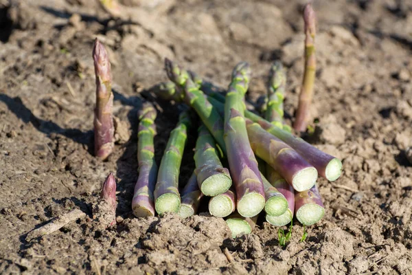 New Harvest Bunch Tasty Green Asparagus Sprouts Growing Bio Farm — Stock Photo, Image