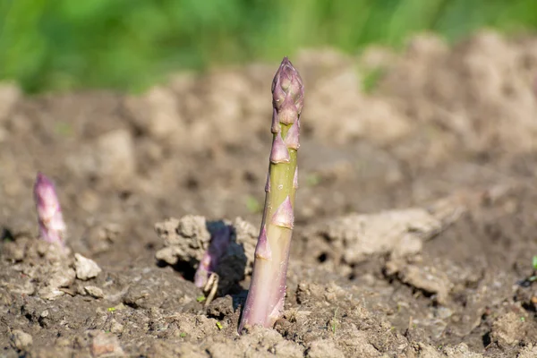 Brotes Espárragos Verdes Que Crecen Campos Cultivo Biológico Limburgo Abril —  Fotos de Stock