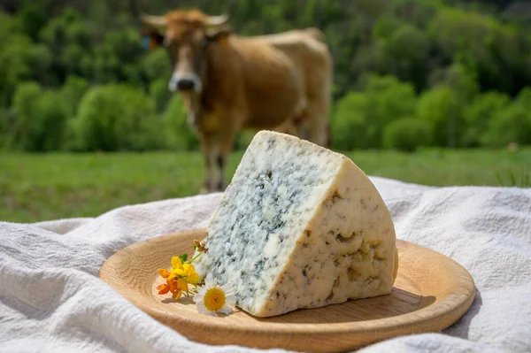 Cabrales Artisan Blue Cheese Made Rural Milk Farmers Asturias Spain — Stock fotografie