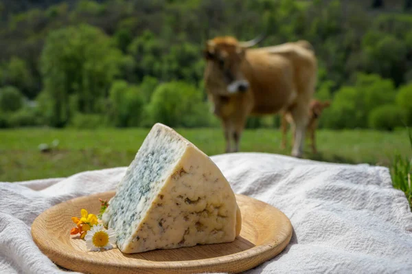 Cabrales Brânză Albastră Artizanală Făcută Fermierii Lactate Rurale Din Asturias — Fotografie, imagine de stoc