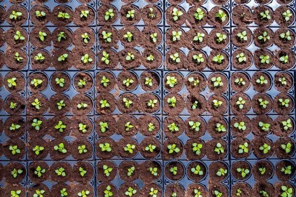 Cultivo Diferentes Plantas Cama Verano Begonia Petunia Plantas Jóvenes Con — Foto de Stock