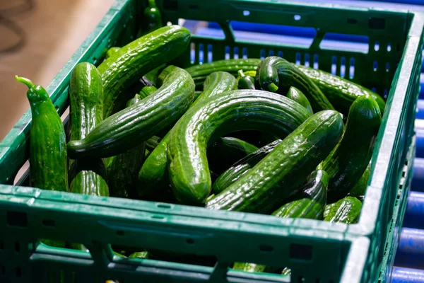荷兰温室蔬菜新鲜收获蔬菜的处理和包装 荷兰农业 — 图库照片