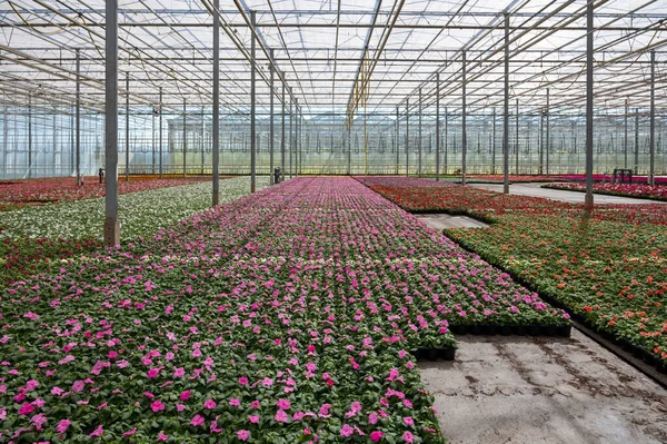 Anbau Von Verschiedenen Sommerbettpflanzen Begonien Petunien Jung Und Blütenpflanzen Zier — Stockfoto