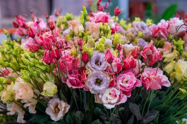 Colorido Ramo Flores Ustoma Lisianthus Genciana Pradera Creciendo Invernadero Holandés —  Fotos de Stock