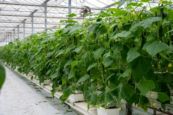 stock image Young green cucumbers vegetables hanging on lianas of cucumber plants in green house, agriculture in the Netherlands