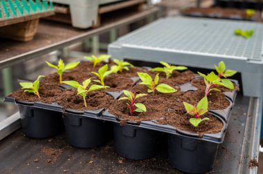 Hollanda 'da yetişen farklı yaz yatak bitkileri, begonya, petunya, genç ve çiçek açan bitkiler, dekoratif veya süs bahçesi bitkilerinin yetiştirilmesi
