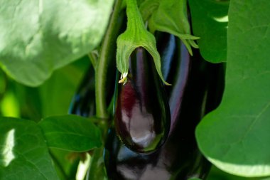 Dutch organic greenhouse farm with rows of eggplants plants with ripe violet vegetables and purple flowers close up clipart