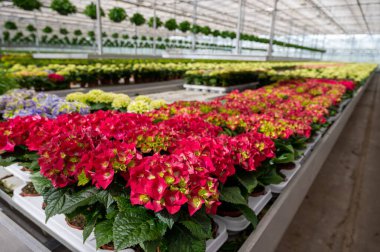 Hydrangea ya da hortensia, Hollanda serasında yetişen süs ya da süs bitkisi olarak yetiştirilen, baharın başından sonbahara kadar çiçek başlıklarında üretilen çiçekler, Hollanda florası