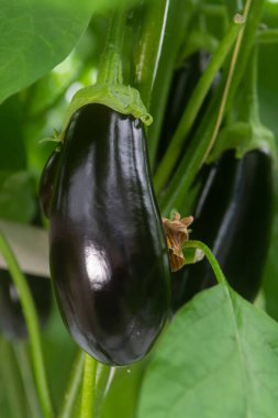 Hollanda organik serası sıralı patlıcan bitkileriyle olgun mor sebzeler ve mor çiçeklerle Hollanda 'da tarım