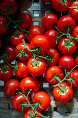 Red ripe tasty Dutch tomatoes growing indoor in greenhouse all seasons, food industry in Netherlands close up