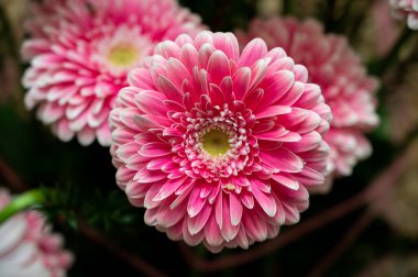 Renkli Gerbera papatyaları düğün buketinde, yakın plan