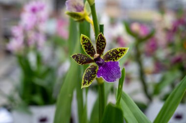 Hollanda 'da UV IR Grow Light ile ticaret ve dünya çapında ihracat için çiçek açan renkli tropikal bitkilerin, orkide familyası Orchidaceae zygophetalum' un yetiştirilmesi