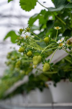 Hollanda 'daki organik çilek çiftliğinde yetişen ilk olgunlaşmamış yeşil çilek serasında bahar mevsimi.