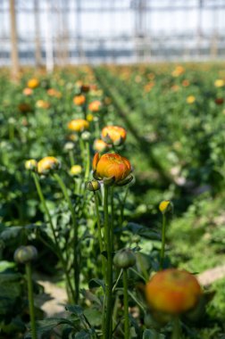 Rengarenk Ranunculus asiaticus ya da İran düğün çiçeği yetiştirme, güneşli bir günde Hollanda serasında yetişen dekoratif ya da süs bahçesi bitkileri