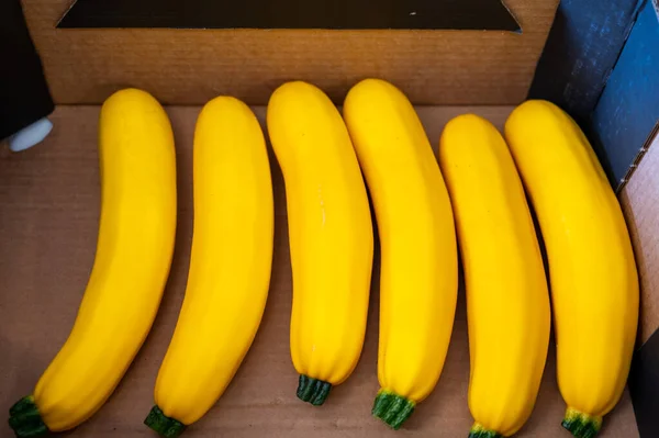 Frische Reife Gelbe Zucchini Oder Zucchini Neue Ernte Auf Biobauernhof — Stockfoto