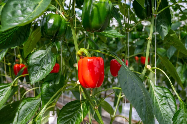 stock image Big ripe sweet bell peppers, red paprika plants growing in glass greenhouse, bio farming in the Netherlands