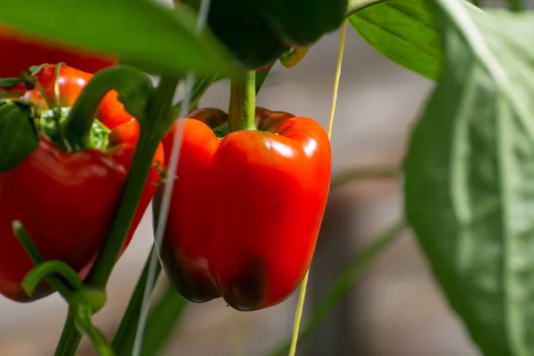 stock image Big ripe sweet bell peppers, red paprika plants growing in glass greenhouse, bio farming in the Netherlands