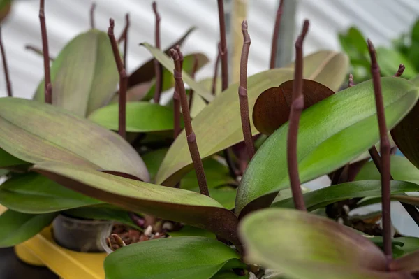 Вирощування Барвистих Тропічних Квіткових Рослин Родини Orchidaceae Голландському Оранжереї Торгівлі — стокове фото