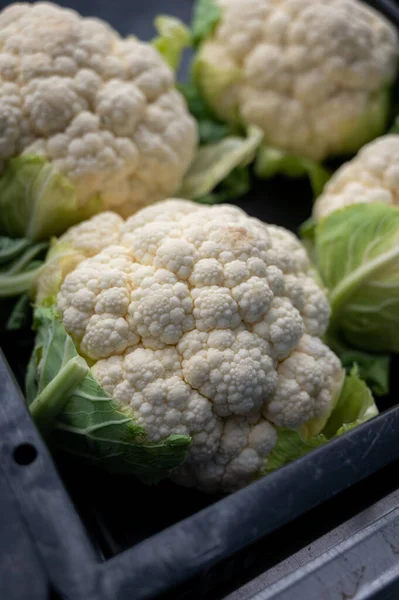 Big White Organic Cauliflowers Cabbage Box Market Close — Stock Photo, Image