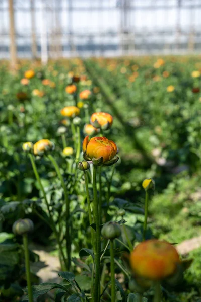 Rengarenk Ranunculus asiaticus ya da İran düğün çiçeği yetiştirme, güneşli bir günde Hollanda serasında yetişen dekoratif ya da süs bahçesi bitkileri