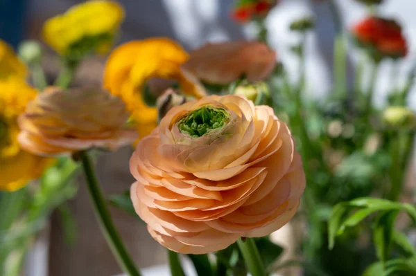 Вирощування Барвистих Квіток Ранункулуса Або Перських Квіток Метелика Декоративних Або — стокове фото