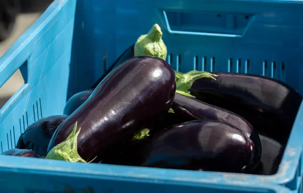 オランダの有機温室で熟した紫色のナスの野菜の収穫 青いプラスチックボックスのナス — ストック写真