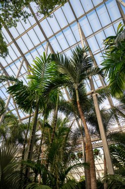 Farklı yeşil tropikal ve egzotik iç palmiyelerin ve Hollanda 'nın kuzeyindeki Westland kentindeki Glasshouse' da bitkilerin yetiştirilmesi. Flora endüstrisi.
