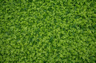 Westland, Kuzey Hollanda, Hollanda 'daki cam evde farklı eğreltiotu yetiştirilmiş. Flora endüstrisi,