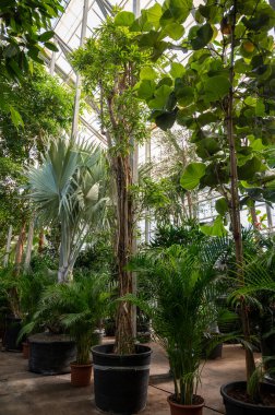 Farklı yeşil tropikal ve egzotik iç palmiyelerin ve Hollanda 'nın kuzeyindeki Westland kentindeki Glasshouse' da bitkilerin yetiştirilmesi. Flora endüstrisi.