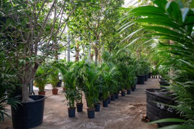 Farklı yeşil tropikal ve egzotik iç palmiyelerin ve Hollanda 'nın kuzeyindeki Westland kentindeki Glasshouse' da bitkilerin yetiştirilmesi. Flora endüstrisi.