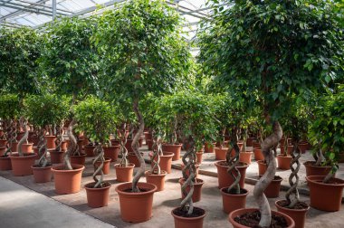 Farklı yeşil tropikal ve egzotik bitki bitkilerinin Westland, Kuzey Hollanda, Hollanda 'daki Glasshouse' da yetiştirilmesi. Flora endüstrisi.