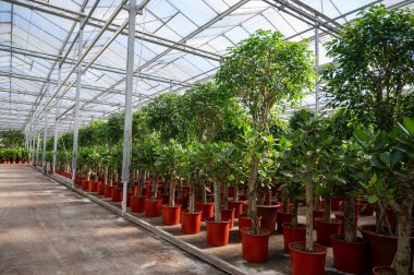 Farklı yeşil tropikal ve egzotik iç palmiyelerin ve Hollanda 'nın kuzeyindeki Westland kentindeki Glasshouse' da bitkilerin yetiştirilmesi. Flora endüstrisi.