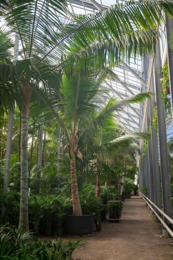 Farklı yeşil tropikal ve egzotik iç palmiyelerin ve Hollanda 'nın kuzeyindeki Westland kentindeki Glasshouse' da bitkilerin yetiştirilmesi. Flora endüstrisi.