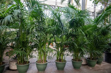 Farklı yeşil tropikal ve egzotik iç palmiyelerin ve Hollanda 'nın kuzeyindeki Westland kentindeki Glasshouse' da bitkilerin yetiştirilmesi. Flora endüstrisi.