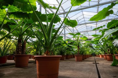 Farklı yeşil tropikal ve egzotik iç palmiyelerin ve Hollanda 'nın kuzeyindeki Westland kentindeki Glasshouse' da bitkilerin yetiştirilmesi. Flora endüstrisi.