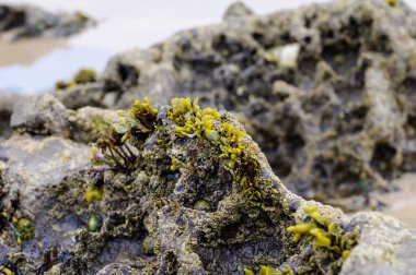 Celorio 'daki Playa de Borizo' daki kayalara bakın. Kuzey İspanya, Asturias 'ın yeşil kıyıları. Beyaz kumlu plajlar, uçurumlar, gizli mağaralar, yeşil tarlalar, ormanlar ve dağlar..