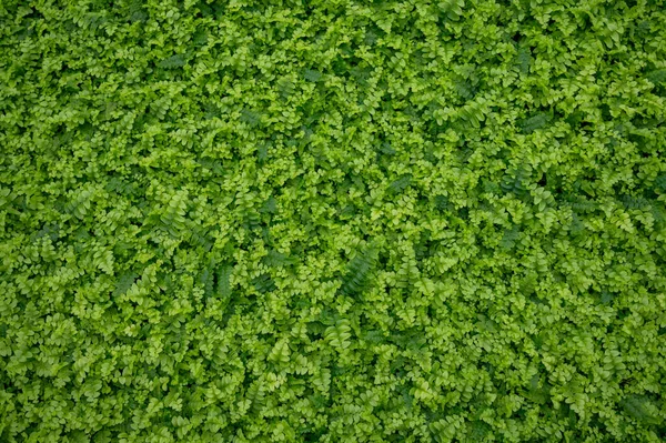 Westland, Kuzey Hollanda, Hollanda 'daki cam evde farklı eğreltiotu yetiştirilmiş. Flora endüstrisi,