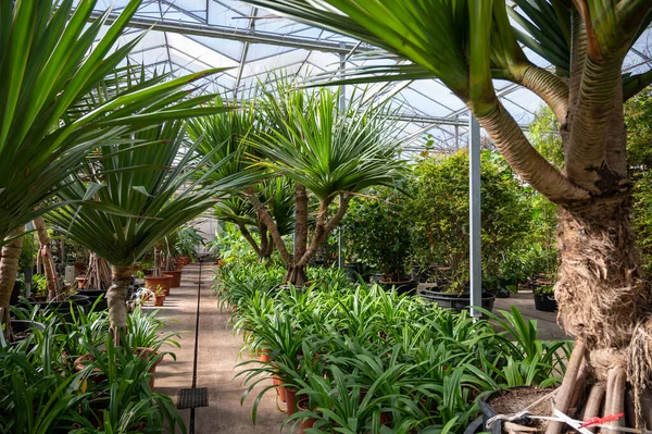 Pěstování Různých Zelených Tropických Exotických Krytých Palem Stálezelených Rostlin Skleníku — Stock fotografie