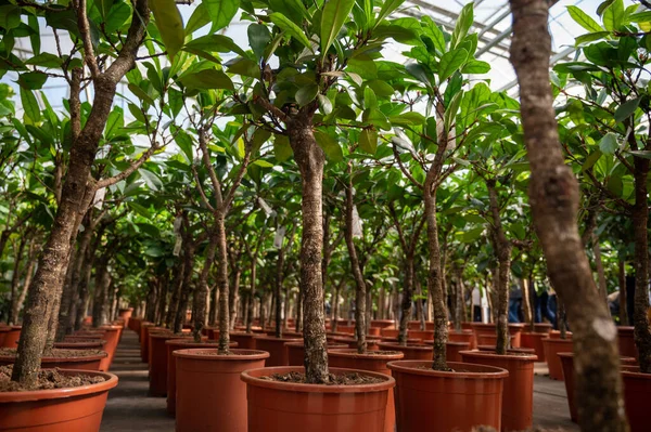 Farklı yeşil tropikal ve egzotik iç palmiyelerin ve Hollanda 'nın kuzeyindeki Westland kentindeki Glasshouse' da bitkilerin yetiştirilmesi. Flora endüstrisi.