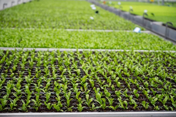 Uprawa Różnych Roślin Paproci Szklarni Westland Holandia Północna Holandia Przemysł — Zdjęcie stockowe