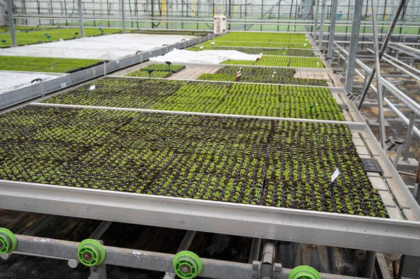 Cultivo Diferentes Plantas Verdes Samambaia Estufa Westland Holanda Norte Países — Fotografia de Stock