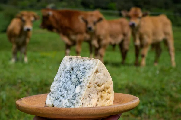 Cabrales Artisan Blue Cheese Made Rural Milk Farmers Asturias Spain — Stock fotografie