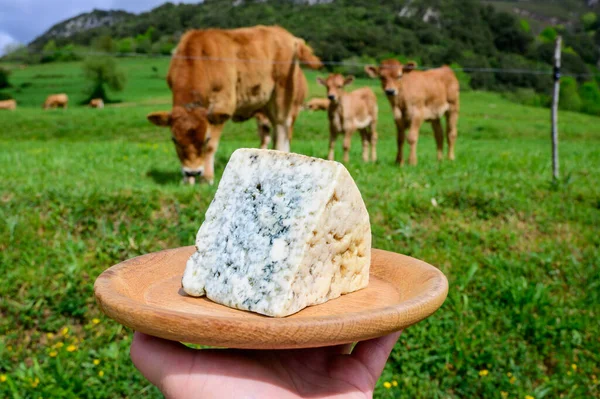 Kabrale Rzemieślniczy Ser Błękitny Produkowany Przez Rolników Obszarów Wiejskich Asturii — Zdjęcie stockowe