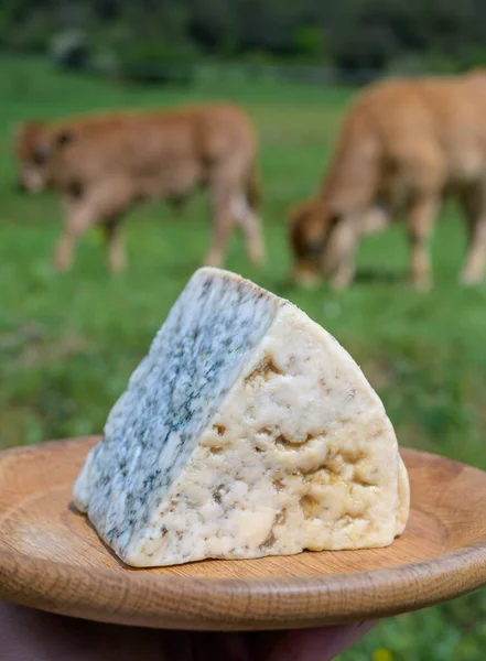 西班牙阿斯图里亚斯农村奶农用未消毒奶牛奶和山羊或羊奶小生产区Picos Europa混合制成的蓝奶酪Cabrales的味道 — 图库照片